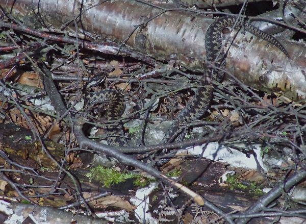 Adder