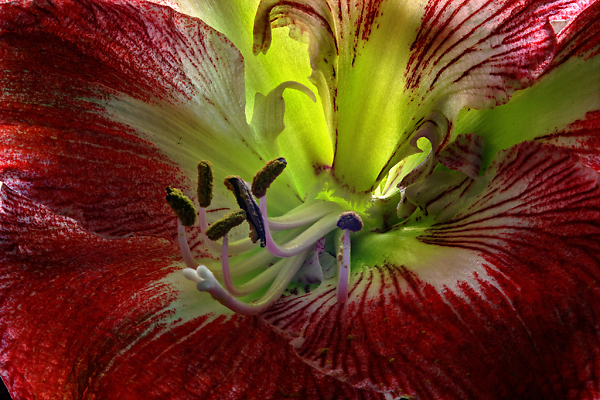 Amaryllis Internal