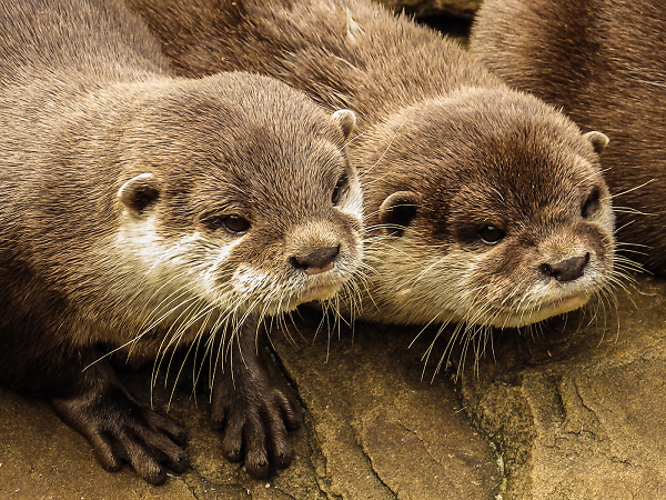 Asian Short Clawed Otters
