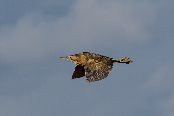 Bittern