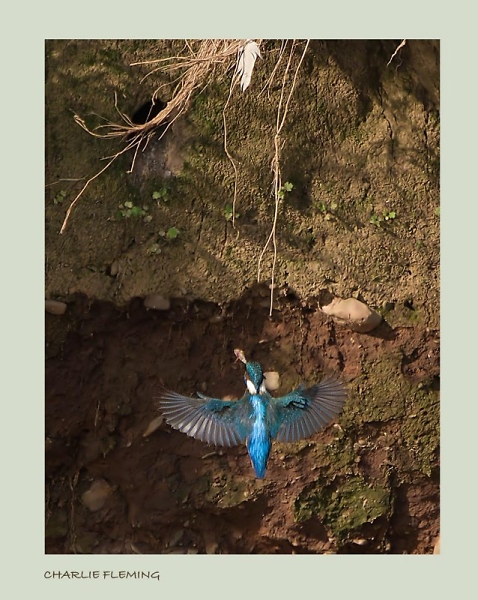 Breeding Kingfisher