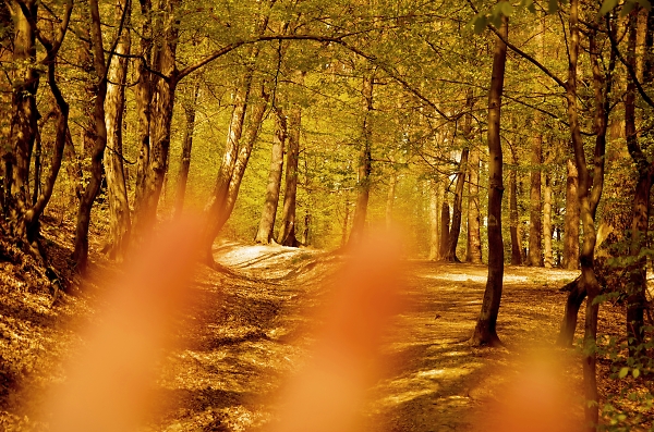 came intro the forest
