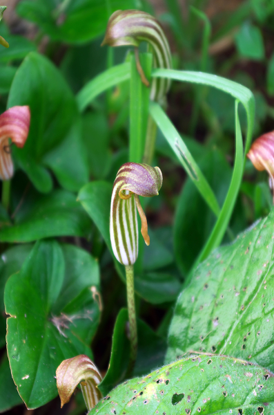 Carnivorous plant Salununte Sicily