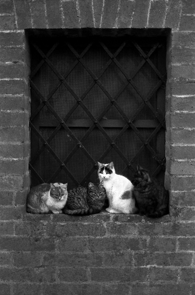 Cats' Parade
