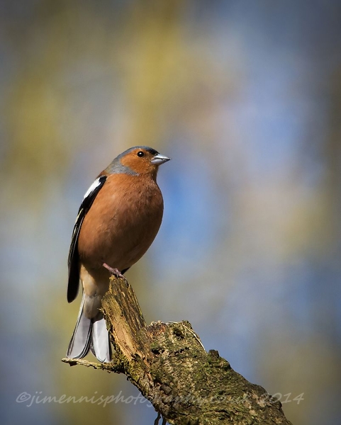 Chaffinch
