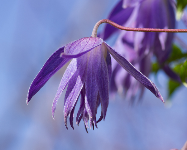 Clematis