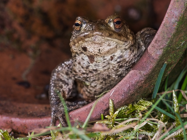 Common Toad