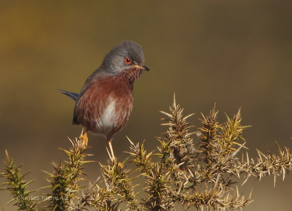 Dartford Warbler