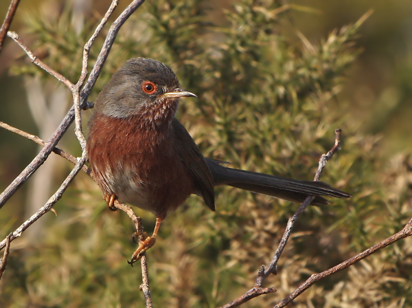 Dartford Warbler