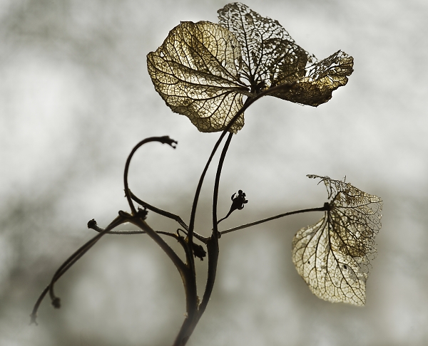 Dead Hydrangea Flower