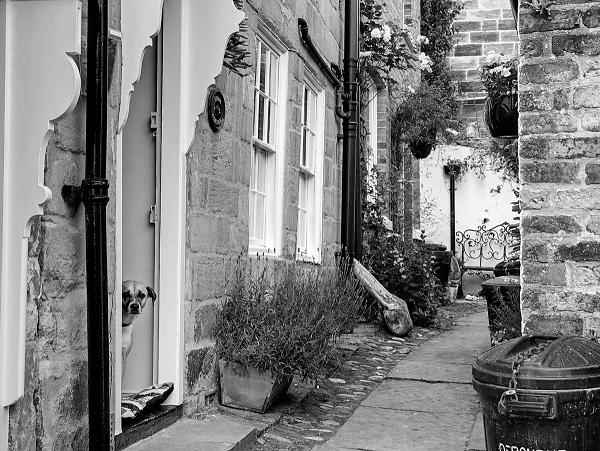 Dog at Storm Cottage