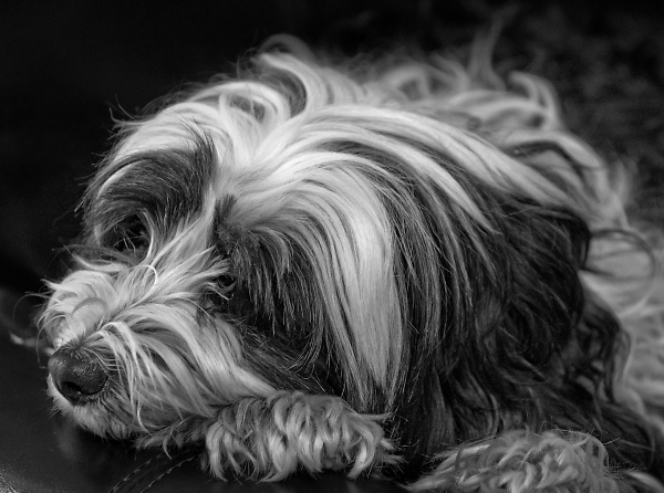 Evening Nap