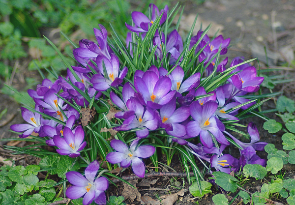 First of Spring 2
