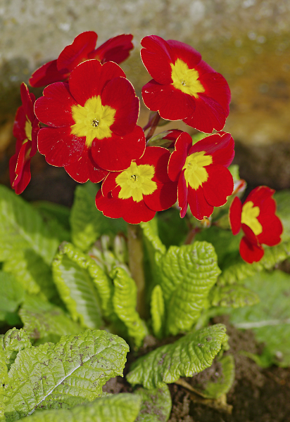 First of Spring 3