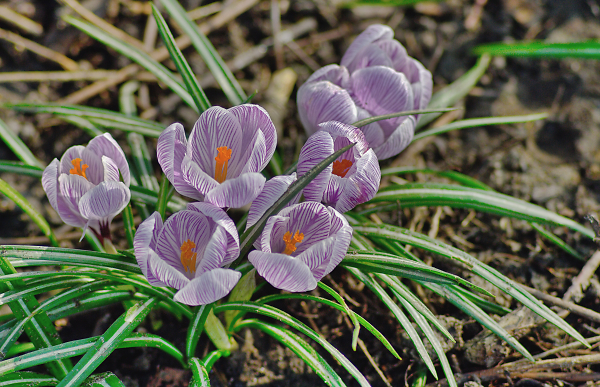 First of Spring 5