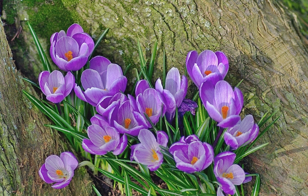 First of Spring 6