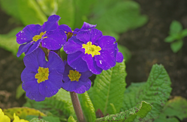 First of Spring
