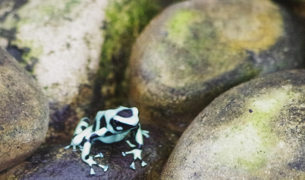 Frog
