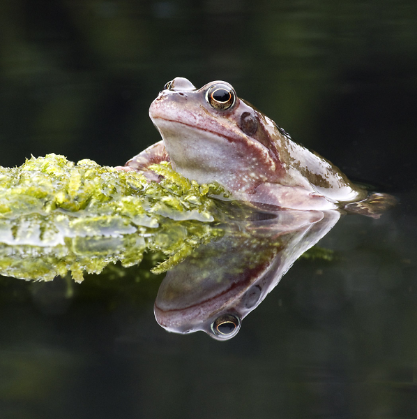 Garden Frog