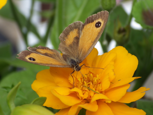 Gatekeeper