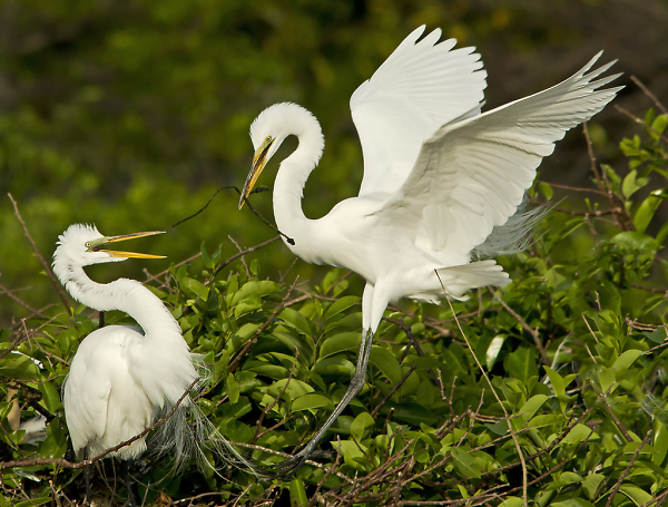Great Egret's Nest