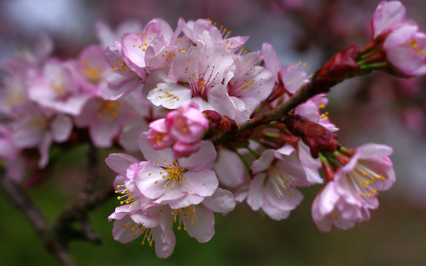 Hawthorn Crataegus
