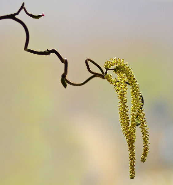 Hazel catkins