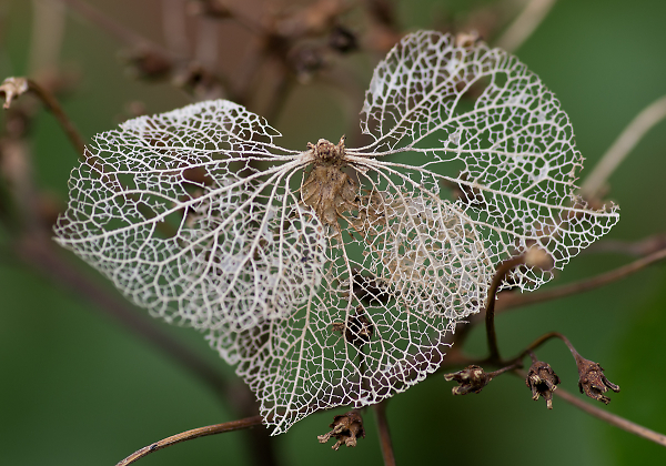 Hydrangea 2013 Vintage
