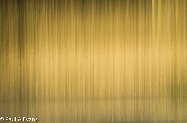 ICM2 - reed bed at Swallows Wood.
