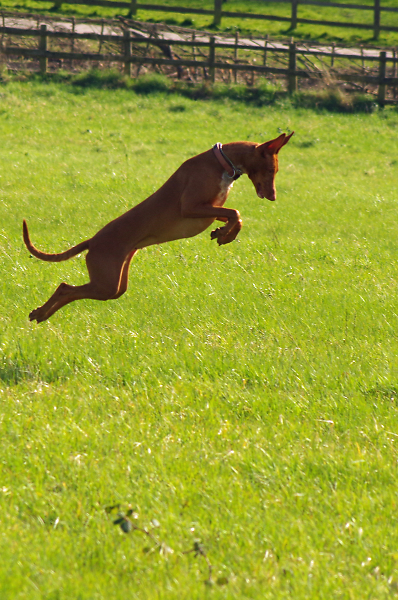 Is it a bird, is it a plane? No, it's SUPERDOG!