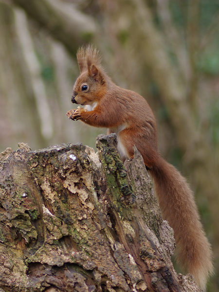 Just finished burying my nuts!