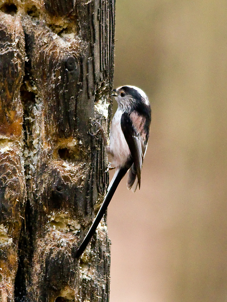 Long Tailed Tit