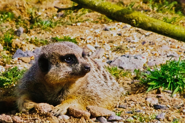 Meerkat2