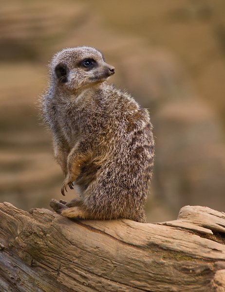 Meerkat