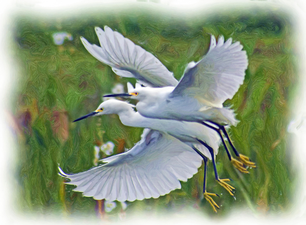 Painterly Snowy Egrets