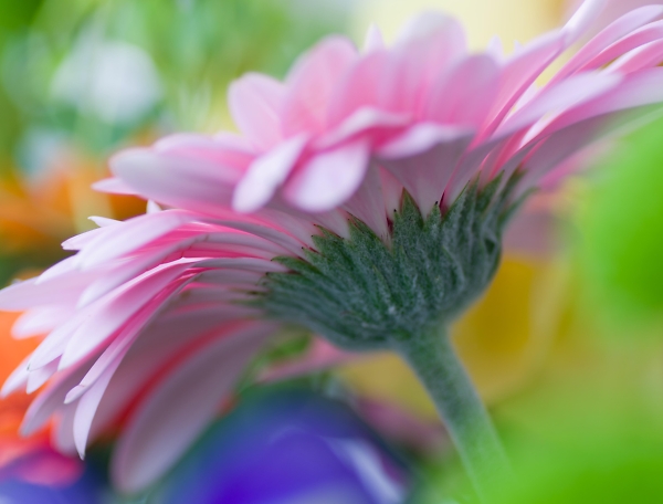 Pastel-like Flowers