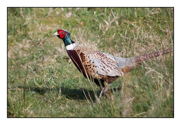 pheasant