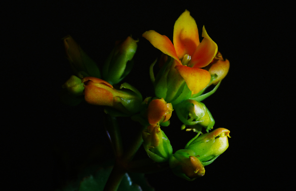 Pot Plant