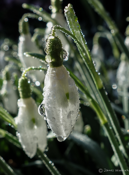 Raindrops on Snowdrops