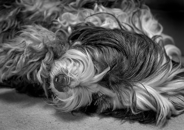 Sleeping Beauty