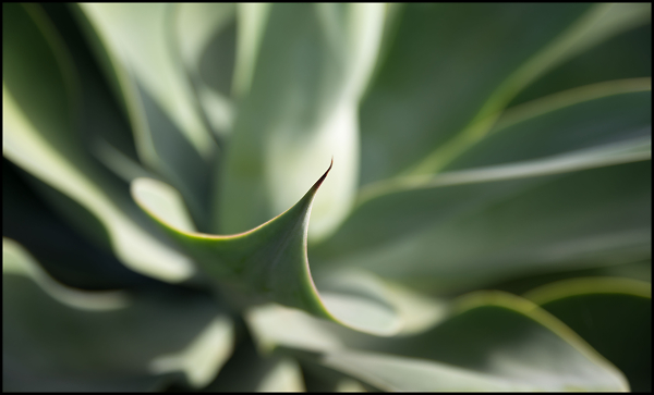 Spike