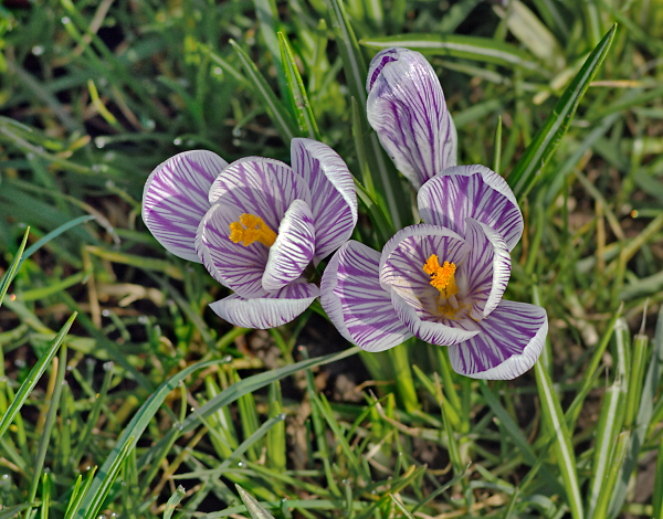 Spring at Nonesuch 4