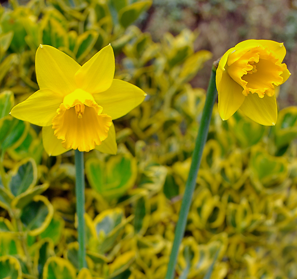 Spring at Nonesuch Park 3