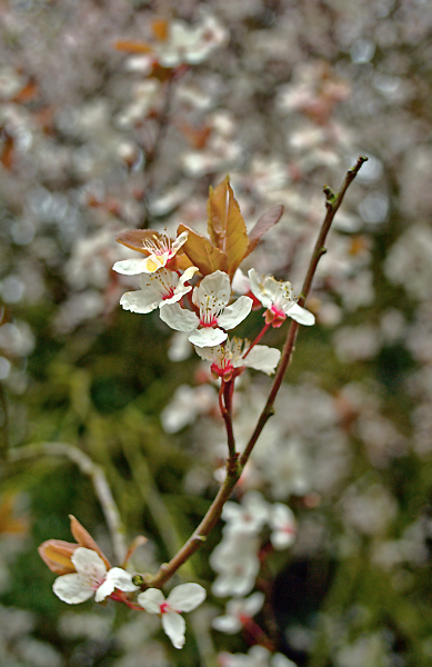 Spring at Nonsuch 5