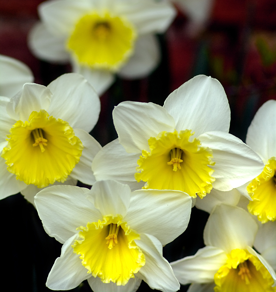 Spring at Nonsuch Park 1