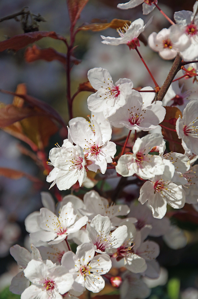 Springtime blossom