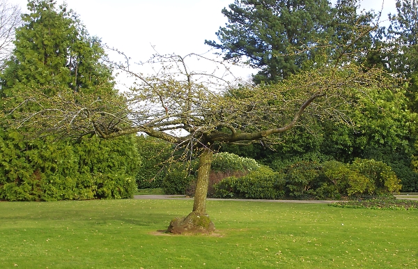 Stumpy Tree