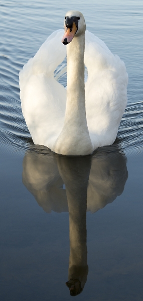 Swan Lake