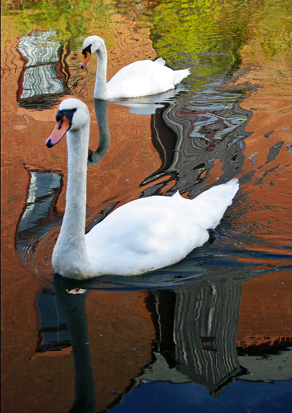 Swan reflections