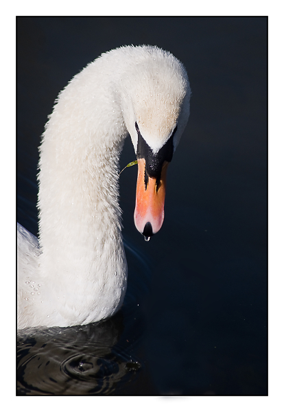 swan